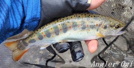 引原川、最盛期突入！