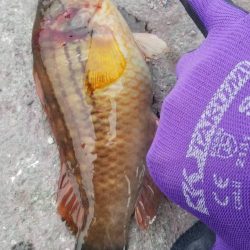 イワシなど五目