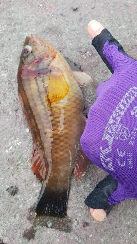 イワシなど五目