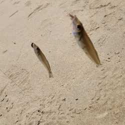 三重県キス釣り