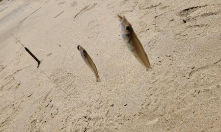 三重県キス釣り