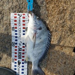 ７０アップシーバス　４０アップキビレ