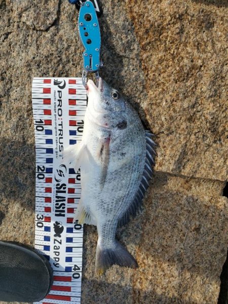 ７０アップシーバス　４０アップキビレ