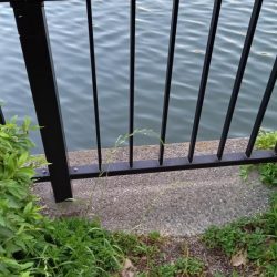 昨晩の釣果に味をしめて、朝練でうなぎ！！