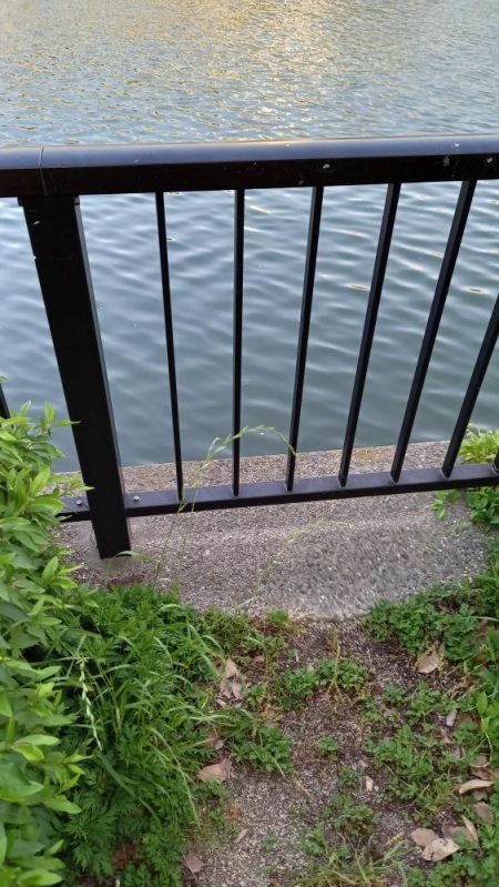 昨晩の釣果に味をしめて、朝練でうなぎ！！