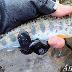 ようやく本流シーズンイン。