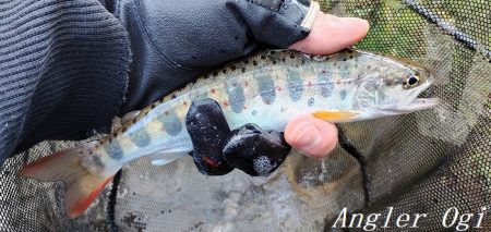 ようやく本流シーズンイン。