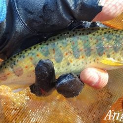 アングラーの数が増えました。