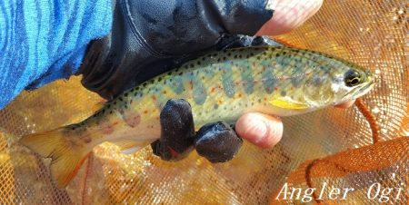 アングラーの数が増えました。