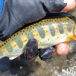 食いの浅さに要注意。