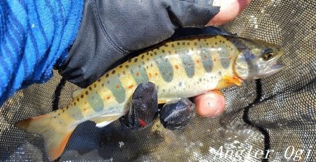 食いの浅さに要注意。