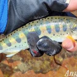 トラブル連発するも26匹の釣果。