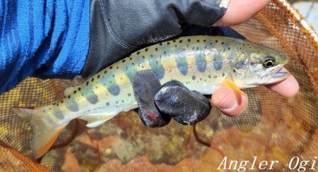 トラブル連発するも26匹の釣果。