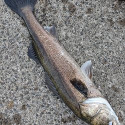 シーバス＆メジロ