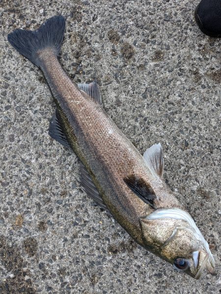 シーバス＆メジロ