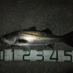 ほぼスズキとスズキ