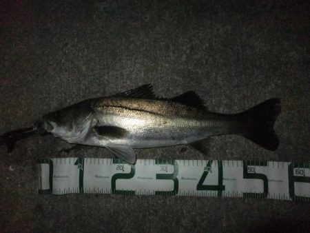 ほぼスズキとスズキ