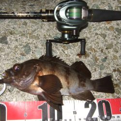 最盛期のメバル