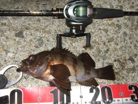 最盛期のメバル