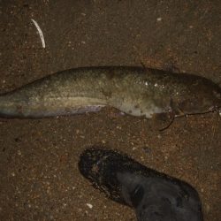 ナマズトップゲームの本格シーズン到来