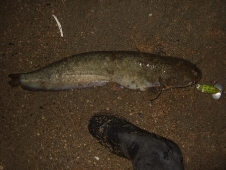 ナマズトップゲームの本格シーズン到来