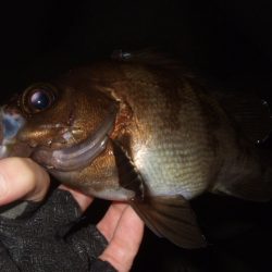 最盛期はデカめのワームで