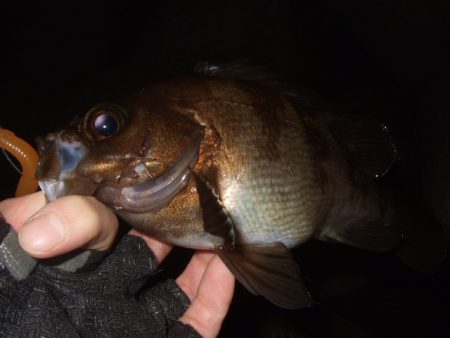 最盛期はデカめのワームで