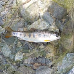 アマゴ第5戦〜美山〜