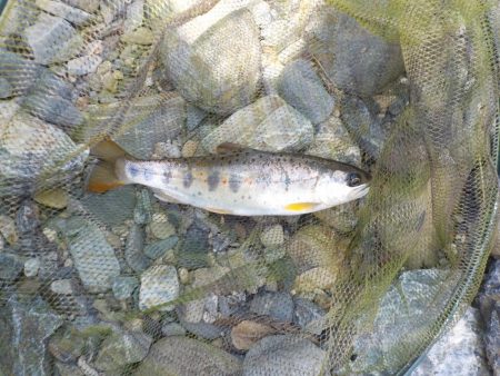 アマゴ第5戦〜美山〜