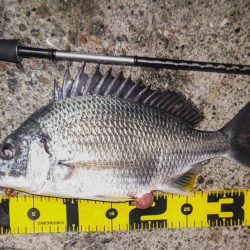 良型タケノコメバルゲット！！