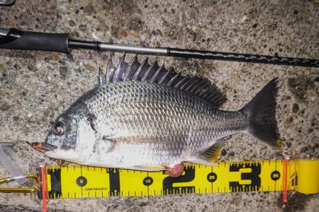 良型タケノコメバルゲット！！