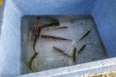 タナゴ釣り遠征