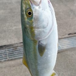 人工島でハマチ