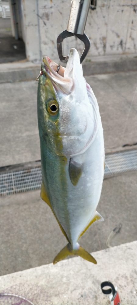 人工島でハマチ