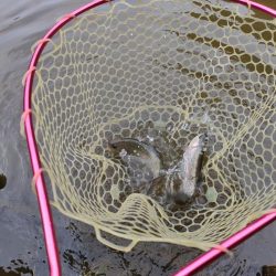 GWの釣りは久しぶりに息子と管釣り