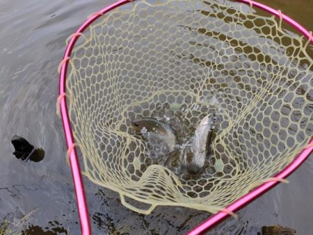 GWの釣りは久しぶりに息子と管釣り