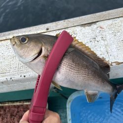 五目釣りでイサキ狙い