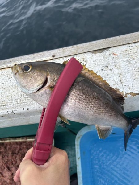 五目釣りでイサキ狙い