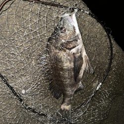 ナイトゲームで初チヌ！