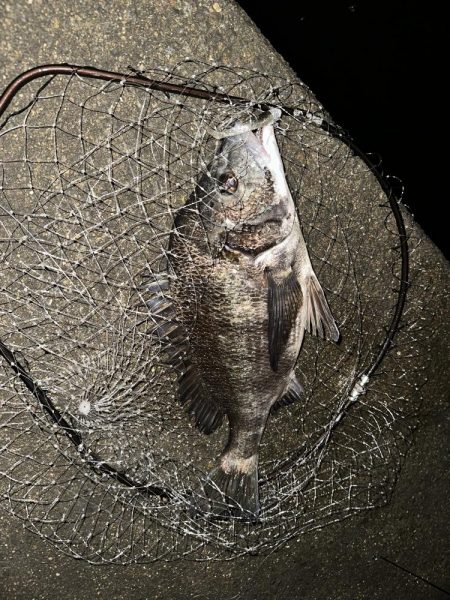 ナイトゲームで初チヌ！