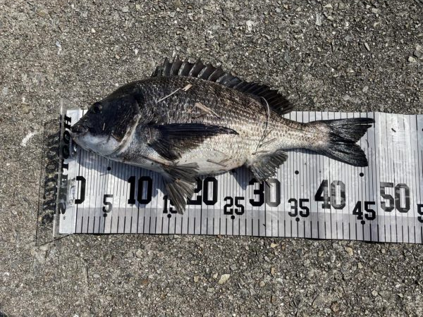 イチノ兄弟、釣果!