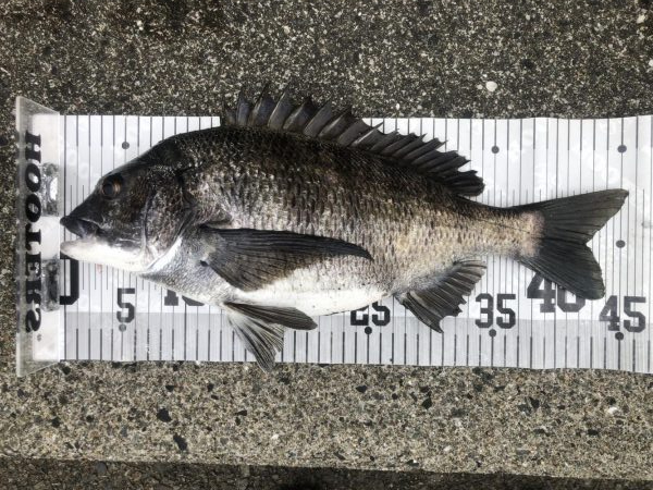 イチノ兄弟、釣果！