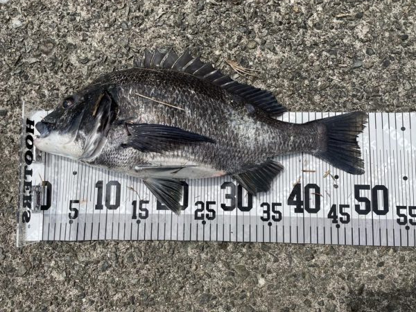 イチノ兄弟、釣果！