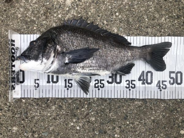 イチノ兄弟、釣果！