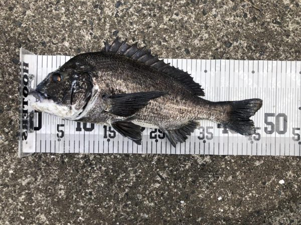 イチノ兄弟、釣果！