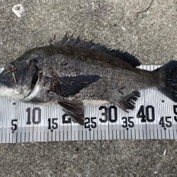 イチノ兄弟、釣果！