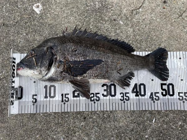 イチノ兄弟、釣果！