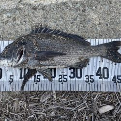 イチノ兄弟、釣果!