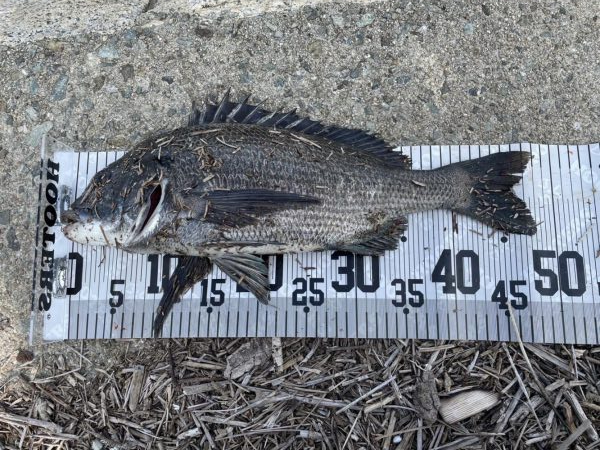 イチノ兄弟、釣果!