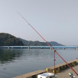 津居山港のキス調査